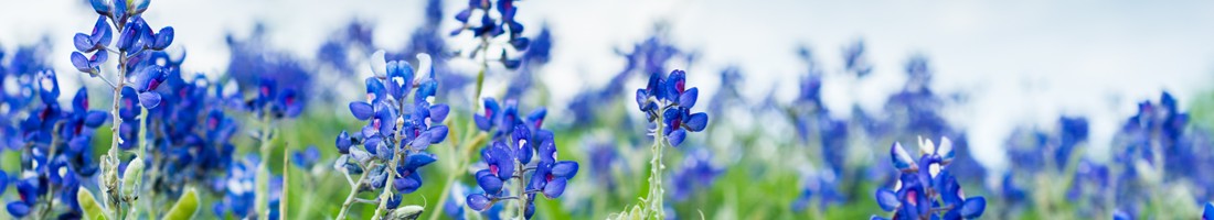 Blue Bonnets in Bloom Beautiful Texas